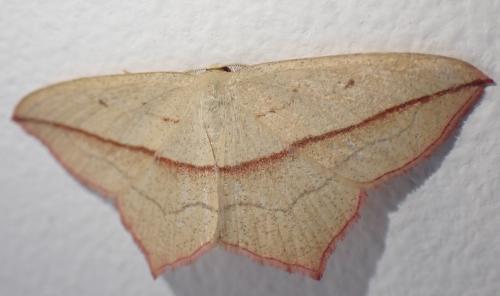 Réf. 324 632 : Timandra comae